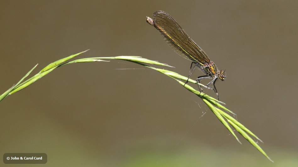 IMG_0450 Calopteryx splendens female.JPG